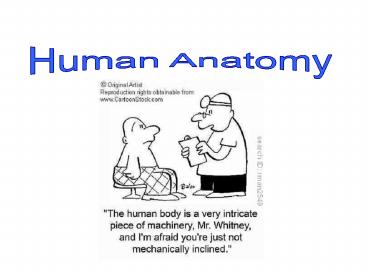 Human Anatomy