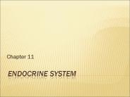 Endocrine%20System