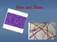 Hairs%20and%20Fibers PowerPoint PPT Presentation