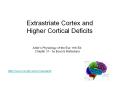 Extrastriate Cortex and PowerPoint PPT Presentation