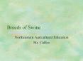Breeds%20of%20Swine PowerPoint PPT Presentation