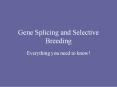 Gene Splicing and Selective Breeding PowerPoint PPT Presentation