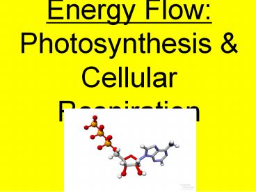 Energy Flow: Photosynthesis