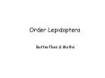 Order%20Lepidoptera PowerPoint PPT Presentation