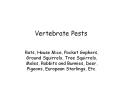 Vertebrate Pests PowerPoint PPT Presentation