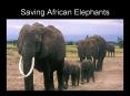 Saving African Elephants PowerPoint PPT Presentation