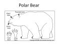 Polar Bear PowerPoint PPT Presentation