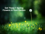 Get These 7 Spring Flowers In Your Garden