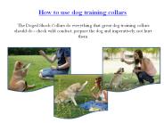 How to use dog training collars