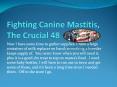 Fighting Canine Mastitis, The Crucial 48 PowerPoint PPT Presentation
