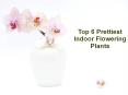 Top 6 Prettiest Indoor Flowering Plants PowerPoint PPT Presentation