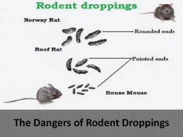 The Dangers of Rodent Droppings