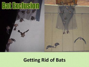 Getting Rid of Bats