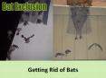 Getting Rid of Bats PowerPoint PPT Presentation