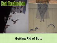 Getting Rid of Bats