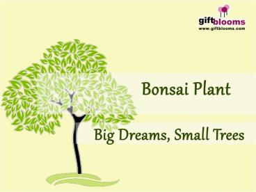 Bonsai Plant: Big Dreams,Small Trees