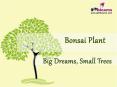 Bonsai Plant: Big Dreams,Small Trees PowerPoint PPT Presentation