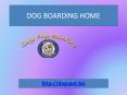 Dog Daycare Vista PowerPoint PPT Presentation