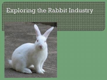 Exploring the Rabbit Industry