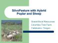 SilvoPasture with Hybrid Poplar and Sheep PowerPoint PPT Presentation