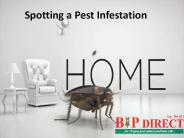 Spotting a Pest Infestation