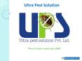 Ultra Pest Solutions - Leading Pest Control and Pest Management Company in Surat PowerPoint PPT Presentation