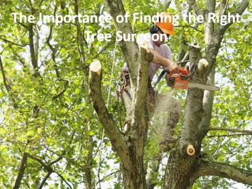 The Importance of Finding the Right Tree Surgeon
