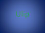 Ulip