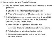 III. How a protein is made: Protein Synthesis