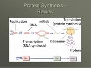 Protein Synthesis 