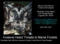 Invasive Insect Threats to Maine Forests PowerPoint PPT Presentation