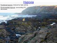 Functional hypoxia: induced by high activity.