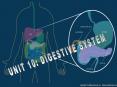 UNIT 10: DIGESTIVE SYSTEM PowerPoint PPT Presentation