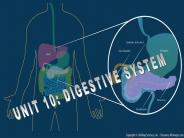 UNIT 10: DIGESTIVE SYSTEM