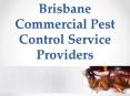 Brisbane Commercial Pest Control Service Providers PowerPoint PPT Presentation