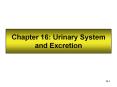 Chapter 16: Urinary System and Excretion PowerPoint PPT Presentation