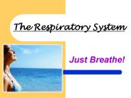 The%20Respiratory%20System