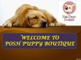 WELCOME TO POSH PUPPY BOUTIQUE PowerPoint PPT Presentation