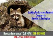 Oakville & Burlington Animal Control Services-911 Wild Life Pros