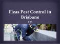 Fleas Pest Control in Brisbane (1) PowerPoint PPT Presentation