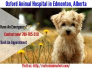Spay & Neuter Clinic in Edmonton – Oxford Animal Hospital