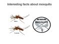 Some interesting facts about mosquito PowerPoint PPT Presentation