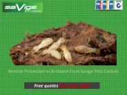 Termite Protection in Brisbane from Savige Pest Control