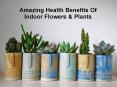 Amazing Health Benefits Of Indoor Flowers & Plants PowerPoint PPT Presentation