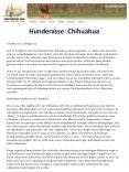 Hunderasse Chihuahua PowerPoint PPT Presentation