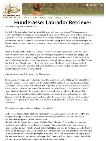 Hunderasse Labrador Retriever