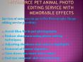 Outsource Cheap Pet Photography Image Editing services