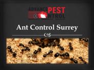Ant control surrey