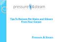 Tips To Remove Pet Stains and Odours From Your Carpet PowerPoint PPT Presentation
