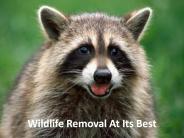 Wildlife Removal at Its Best